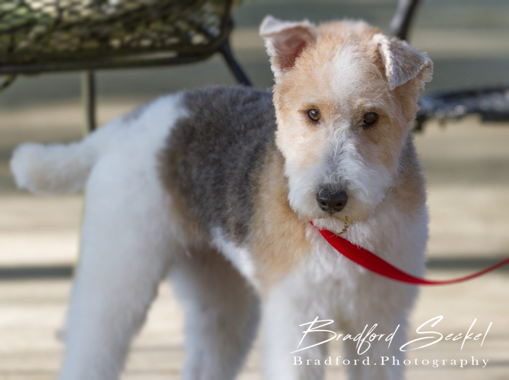 Groomers Direct Studio and Mobile Pet Grooming Mr. Pet Pro Pet Grooming and dog grooming In